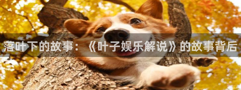 壹号娱乐体育凯捷平台主管：落叶下的故事：《叶子娱乐解说》的故事背后
